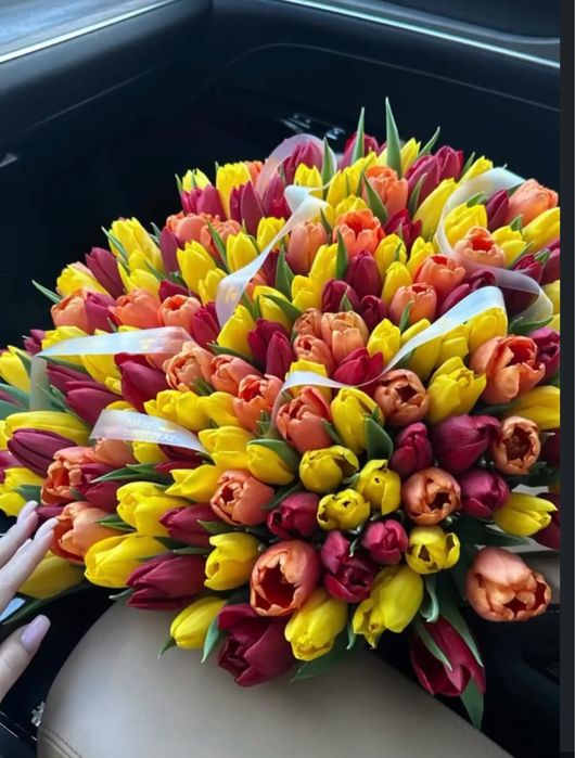 Тюльпаны голандские