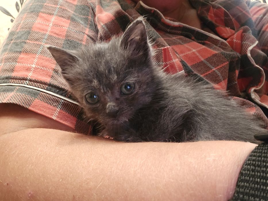 Отдам котенка в добрые руки