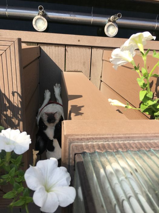 Передержка