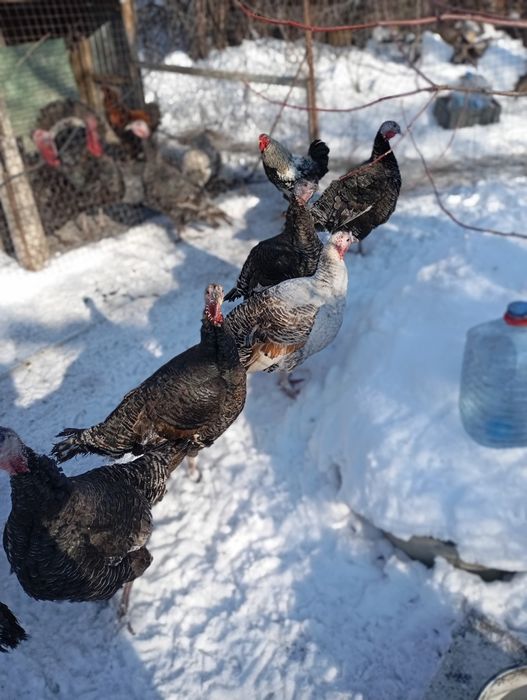 Продам индюков и индюшкк
