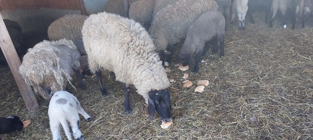 De vânzare carabasă sarbească, șapte oi cu miei ,trei berbeci!