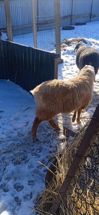 Продаётся Токтушка