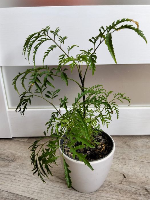 Продаются комнатные цветы