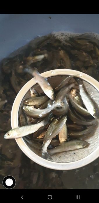 Oferim crap ten fitofag sturion lin crap japonez