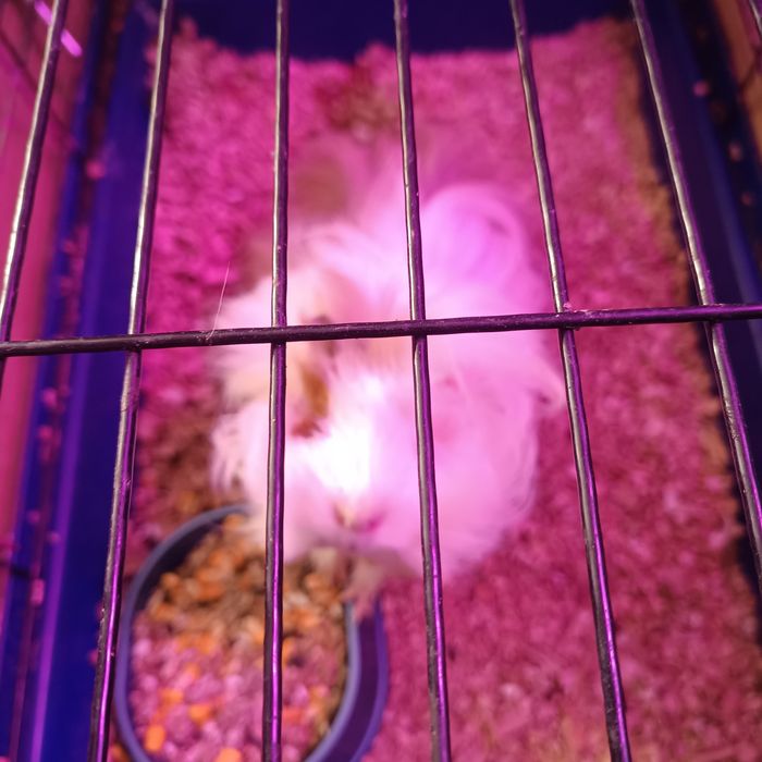 Продам морских свинок.