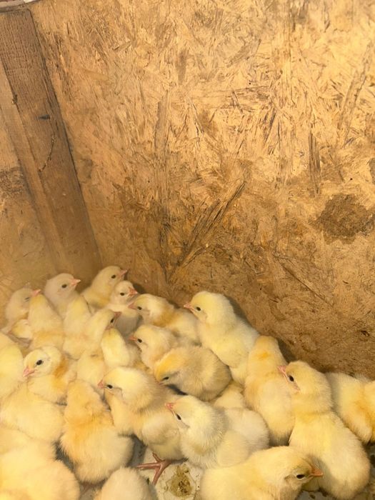 Адлер балапандар,цыплята