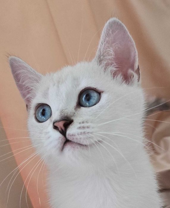 Котята британские БЕЛЫЕ