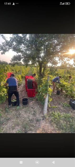 Vand Struguri de Vin