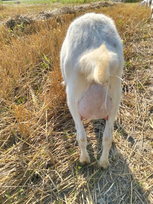 Vând ieduță sannen 5 luni