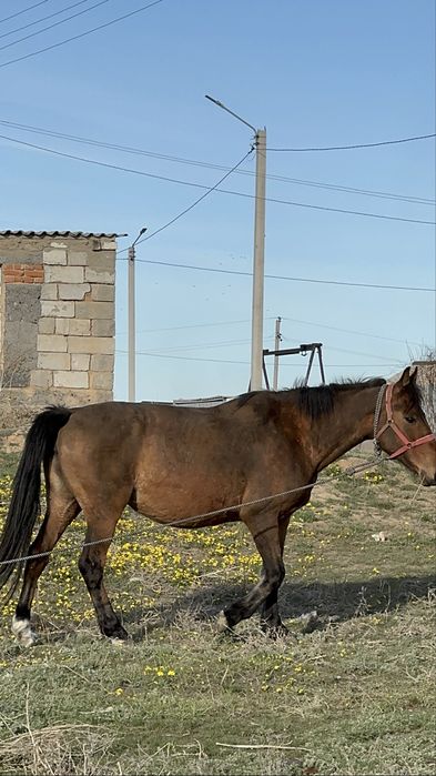 Ағылшын Бие сатылады