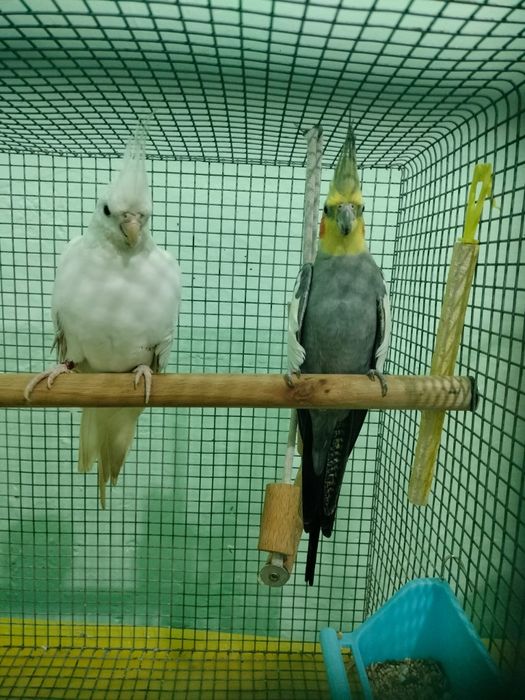 Nimfe ,2 albe si 1 gri