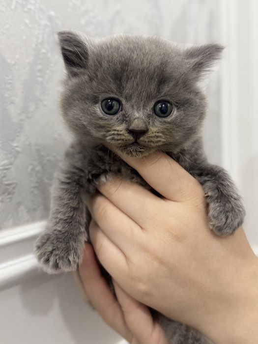 Мушук сотилади скотиш фолд тоза зотли соглом