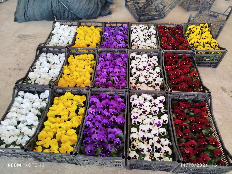 Mavsumiy gullar viola