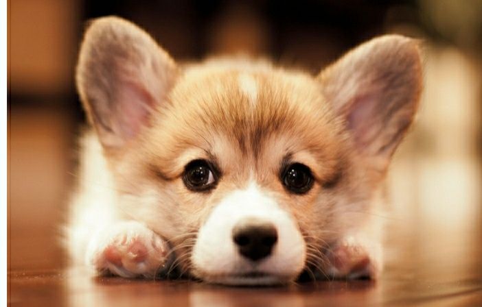 Продам щенков вельш корги пемброк,рассрочка каспи 0 0 12