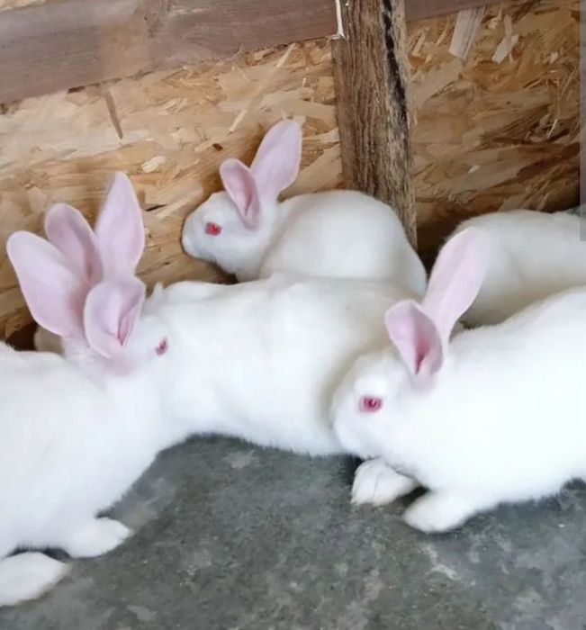 Кролики продаются