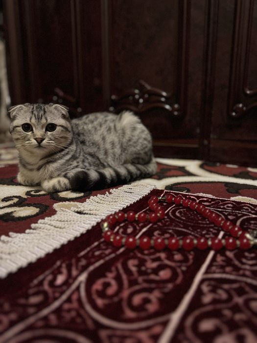 Серебрянский шиншилла