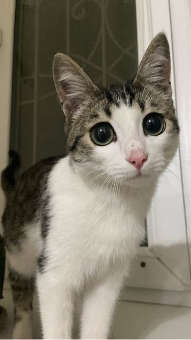 Отдам котенка в добрые руки