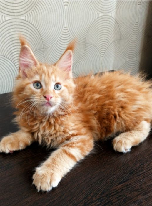 Котята породы Мейн-кун