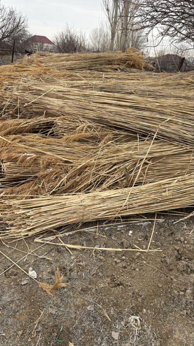 Бау камыс сатылады