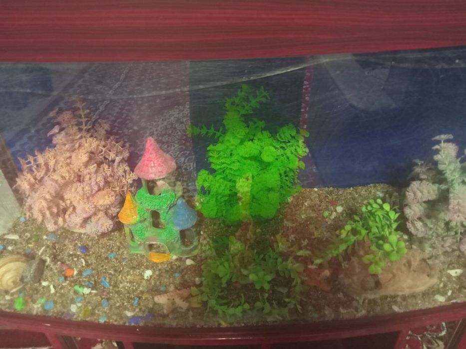 Аквариум олди ойнаси синган