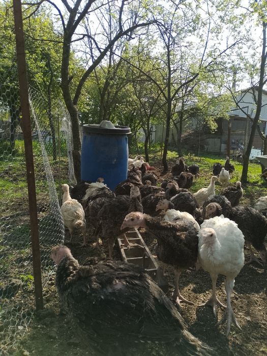 Curcani de vânzare
