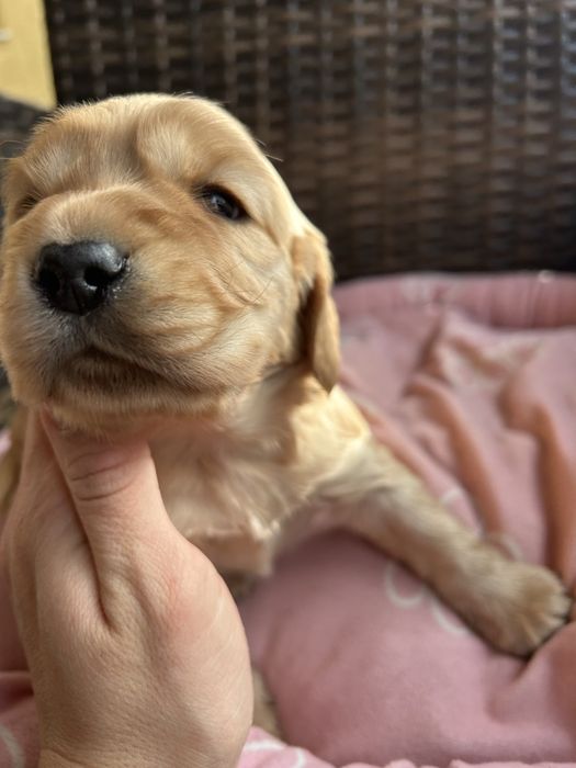 Кокер & лагото кученца