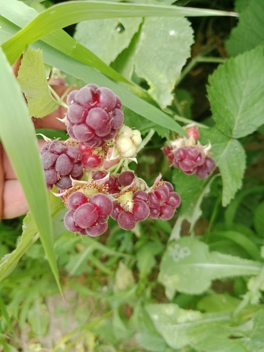 Продам кусты ежемалины очень полезная ягода.