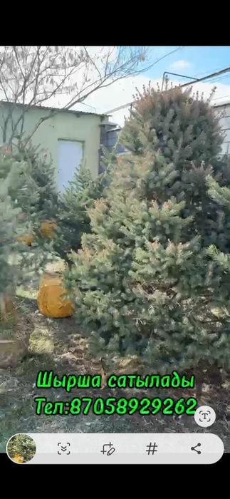 Ёлки с 30000 тг до 70000