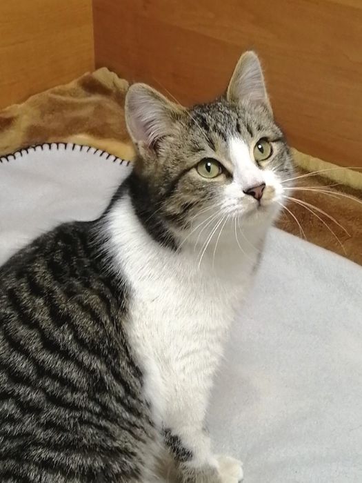 Юный котик Марсик в добрый руки