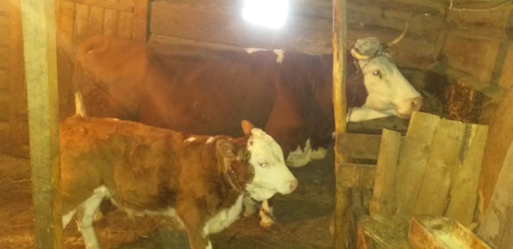 Vând vacă de 10 ani cu vițel