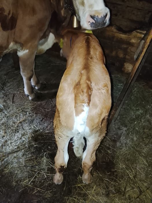 Vând vițel bălțat