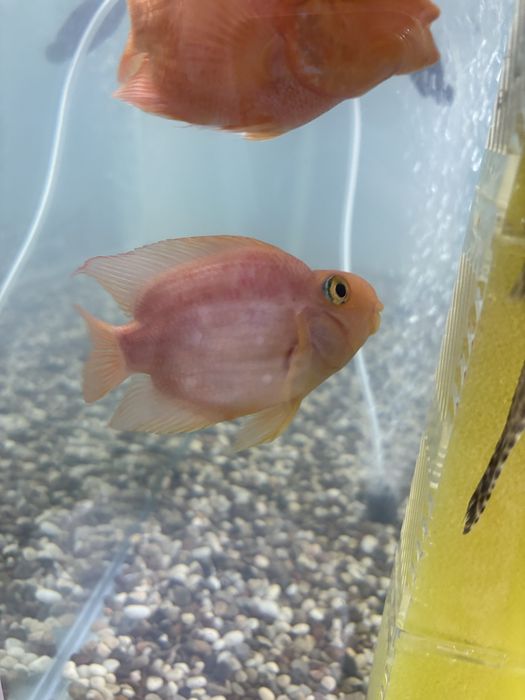 Рыба попугай red parrot fish