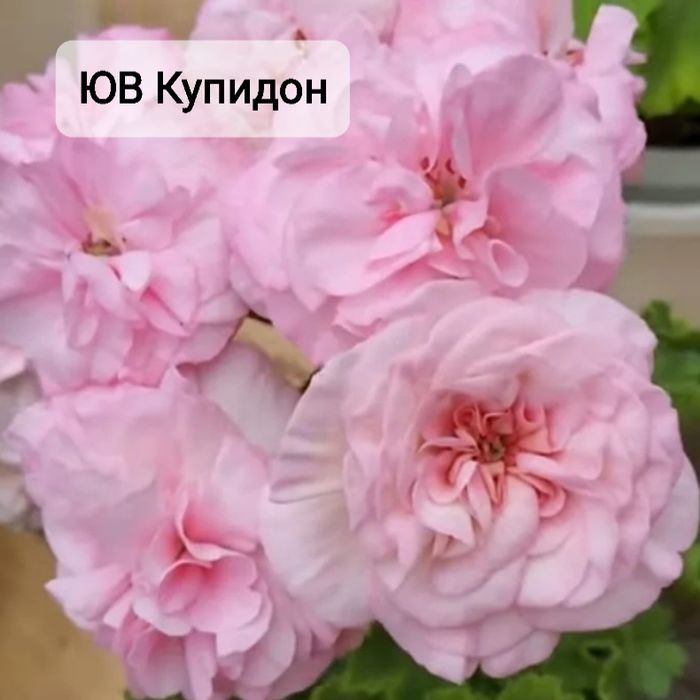 Укоренённые черенки сортовых пеларгоний