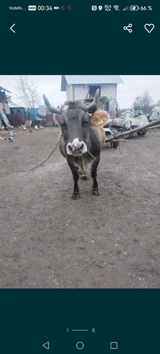 Vacă de vânzare frumoasă