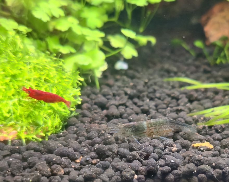 Креветки Амано, аманки