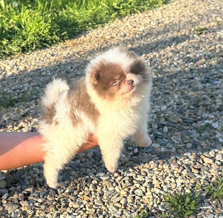 Померан мъжко и женско