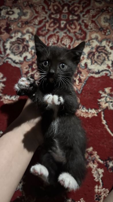 маленький котёнок , пол:ж