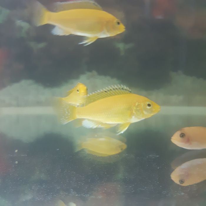 Продам Афр.цихлид.