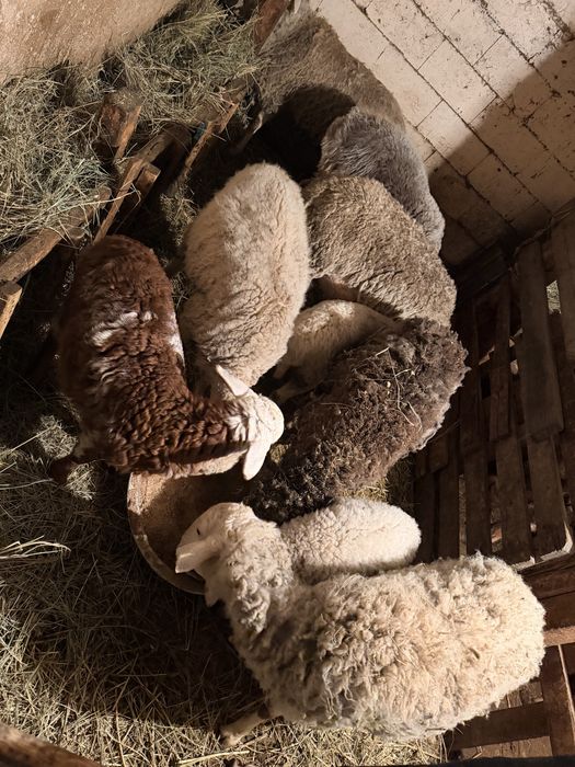 Бараны , Кой , матки с ягнатами