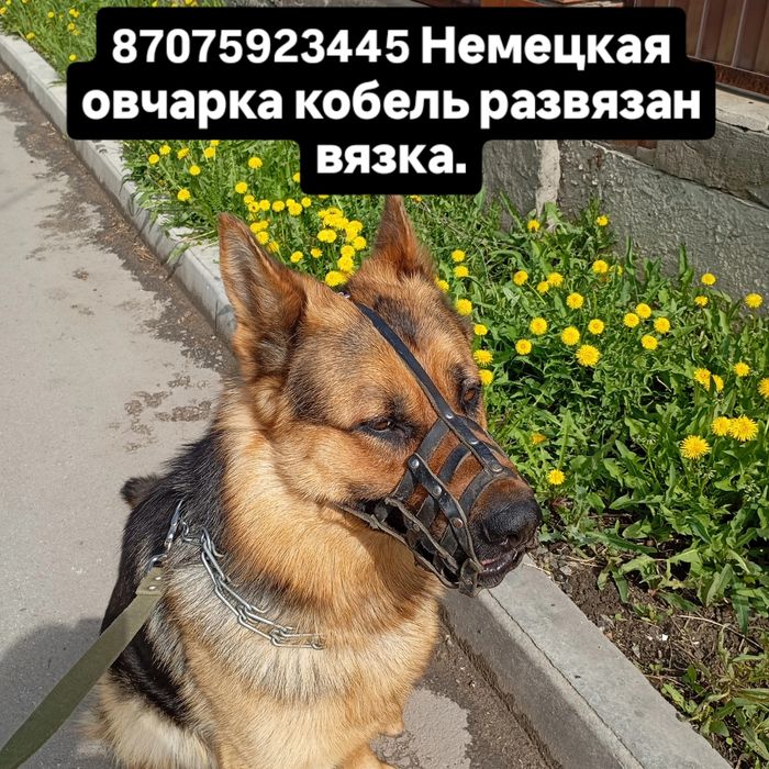 Животные  вязка собак