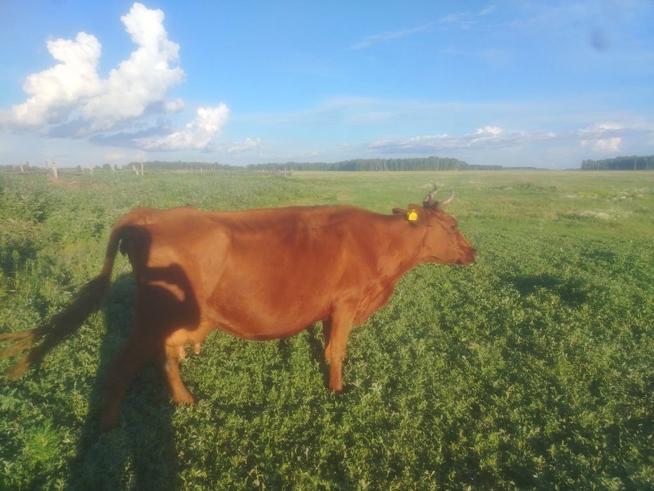 Продам деревенскую корову