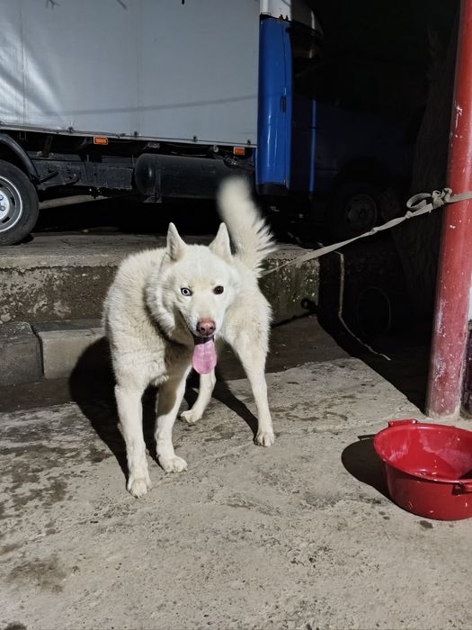 Хаски хаски хаски