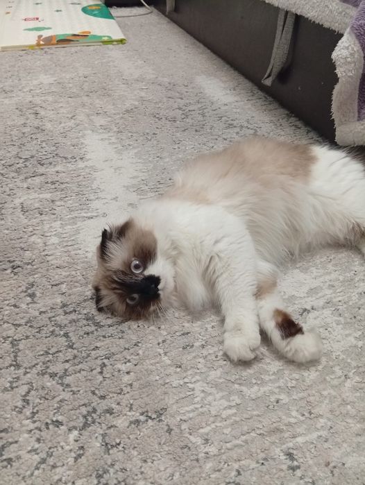 Сиамская вислоухая