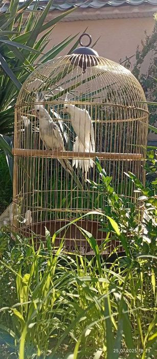 Попугайчики продаються