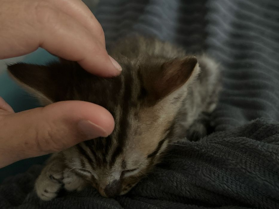 Продам бенгальского котенка, мальчик