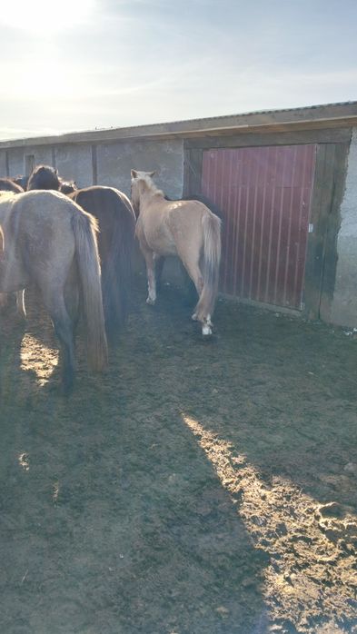 Продаю кунан 4жасар.