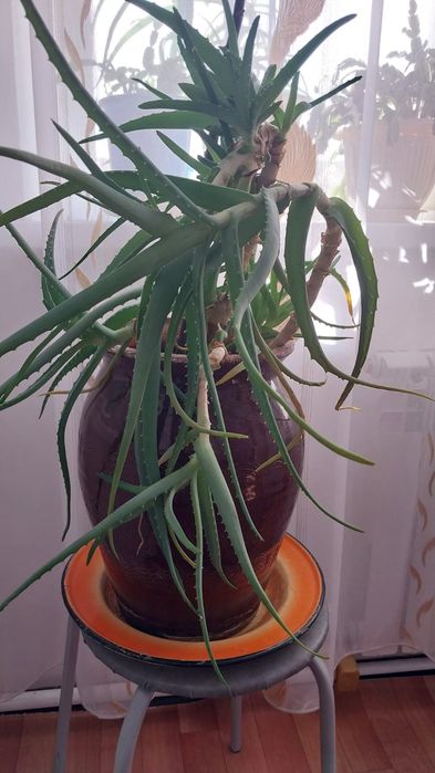 Продам алоэ в горшках