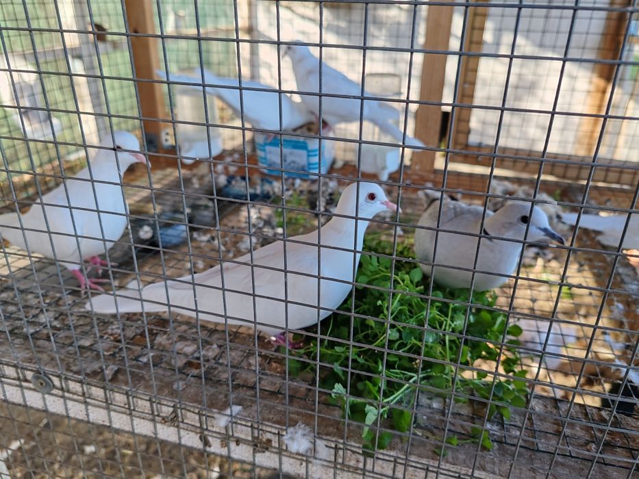 Продавам смеещи гугутки