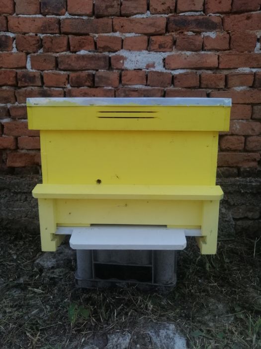 Кошери дадан блат