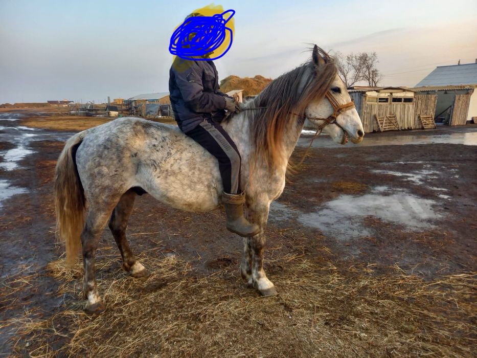 Жеребец иноходец